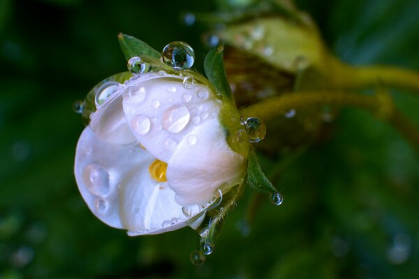 White bud with dew drops