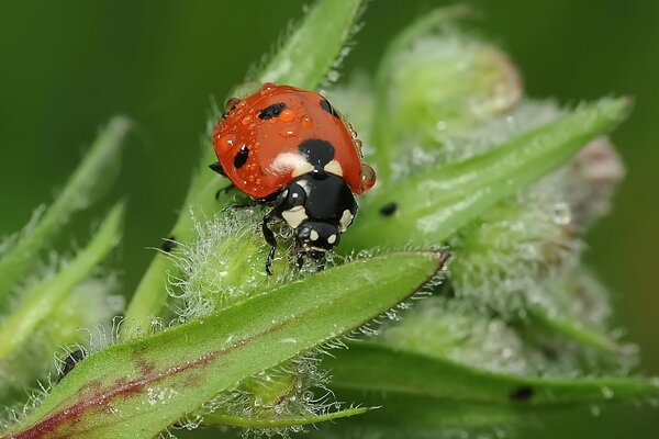 Coccinella su una foglia con rugiada