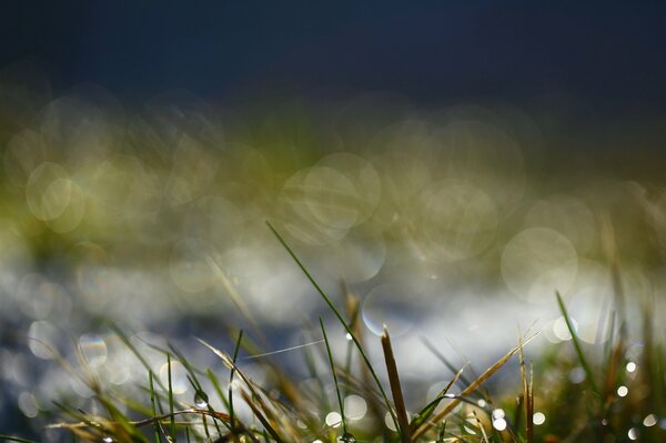 Reflets sur l herbe avec des gouttes de rosée