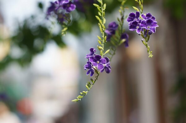 Flores moradas de duranta. Macro y desenfoque