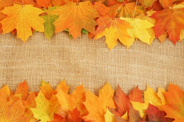 Die hellen Farben des Herbstes auf den Blättern