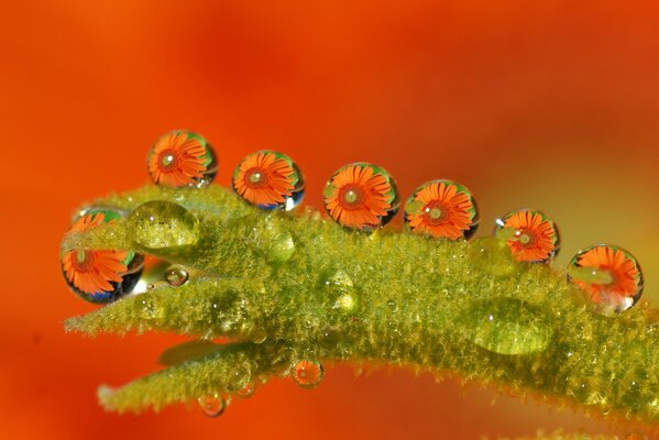 Macro oruga verde en gotas de agua