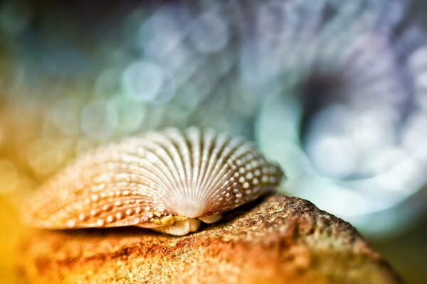 Fotografia macro di conchiglie sulla sabbia