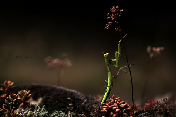 A miracle insect crawls on a blade of grass