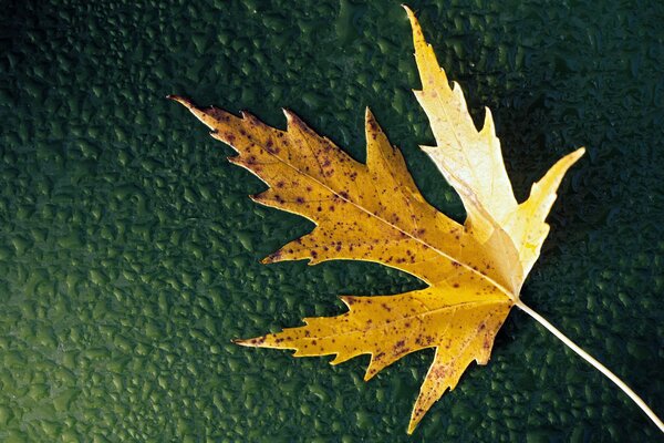 Hoja de arce de otoño con gotas de agua sobre un fondo verde