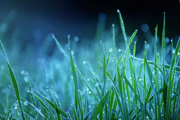 Close-up Tautropfen auf dem Gras