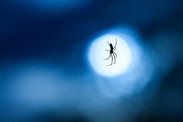 A spider on a web at night. Macro photography