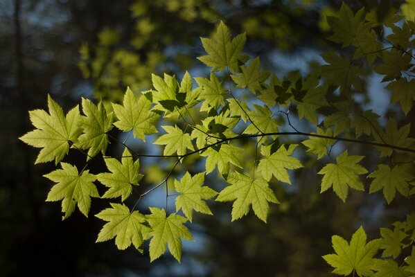 Macro photo : leaves and branches