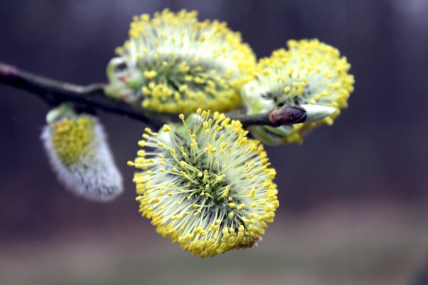 Flowering willow twig in spring