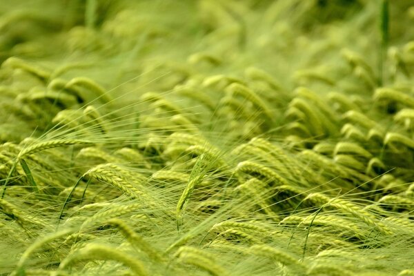 Espiguillas de trigo en el campo macro