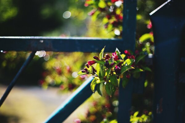 Shrub by the fence with red flowers