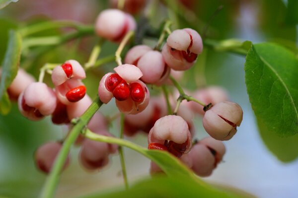 Pink boxes with red berries