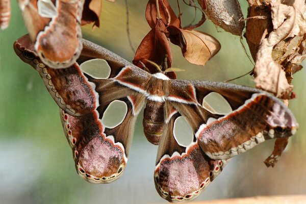 A butterfly with holes on its wings sits on leaves