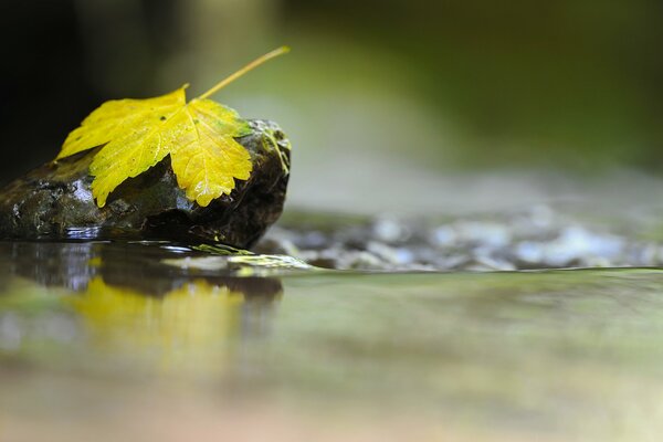 Foglia d autunno sulla pietra nell acqua