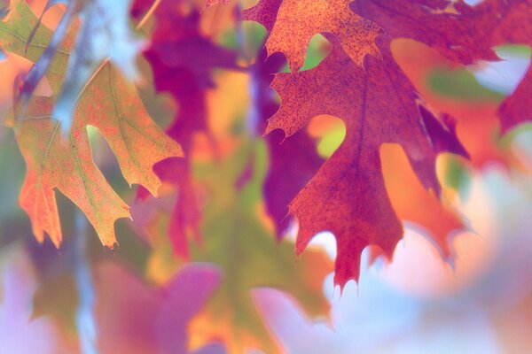 Brillantes hojas de otoño de cerca