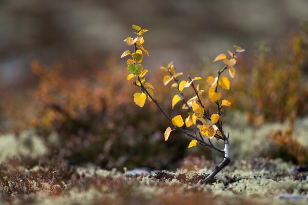 A sprout of a tree with yellow leaves