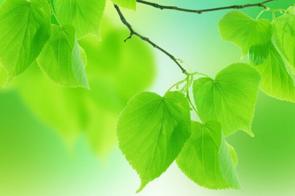 Jeunes feuilles vertes sur une journée d été. Macro