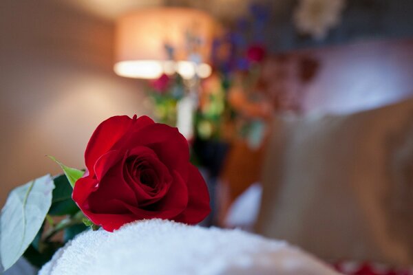 Romance. A red rose in the room