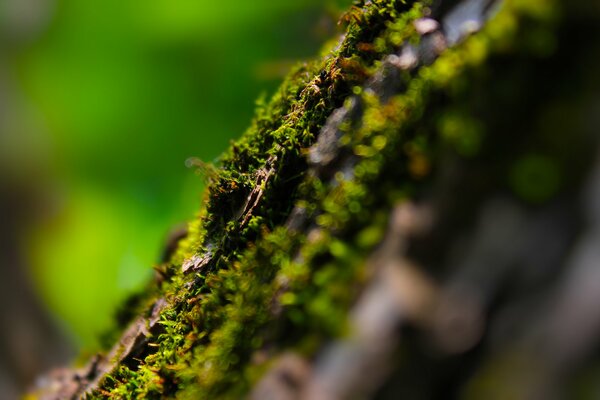 Été, mousse et arbre dans la forêt