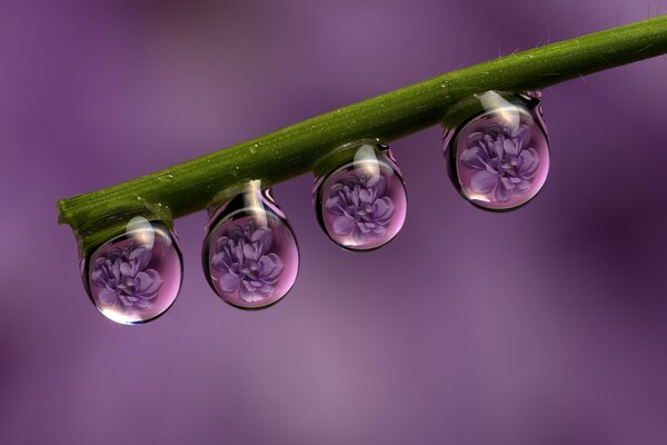 Reflet des fleurs dans les gouttes après la pluie