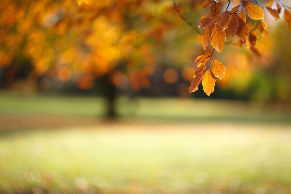 Branche d automne avec feuillage