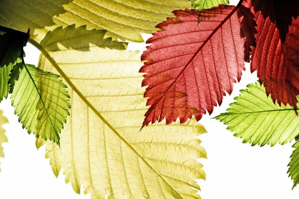 Green and red leaves on a white background