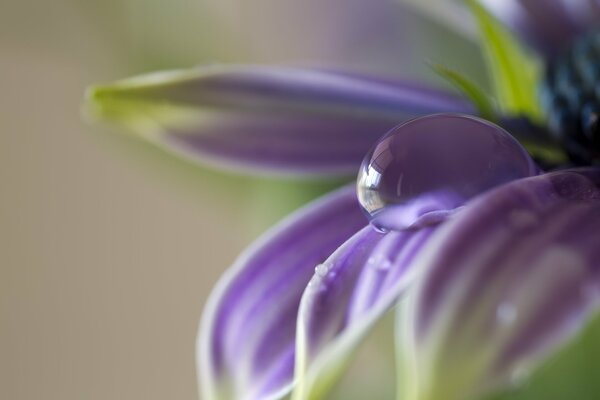 Flor púrpura con una gota de rocío