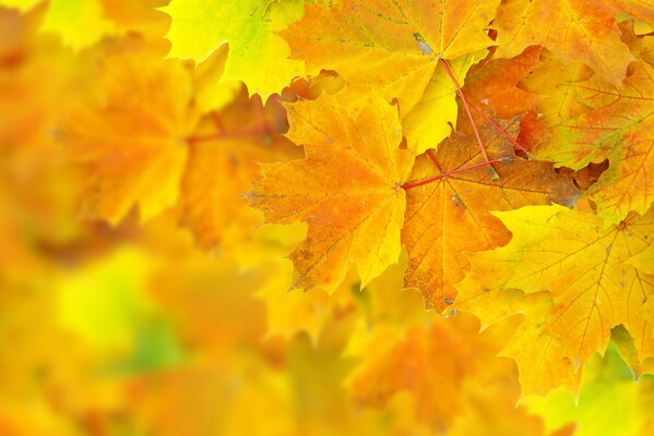 Hojas de arce de otoño amarillo