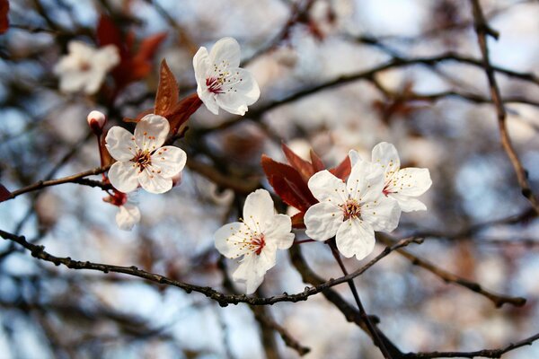 Flowering trees with leaves in spring