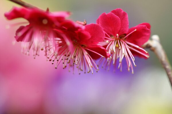 Blühende rosa Pflaumenblüten