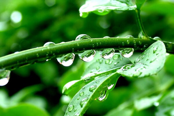 Après la pluie. Légumes verts lavés