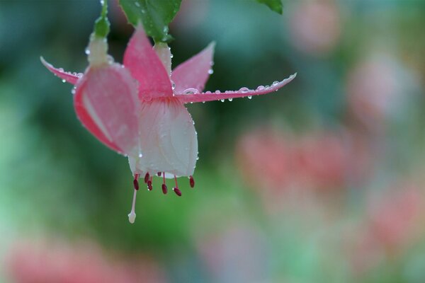 Rosa Blume mit rotem Plan