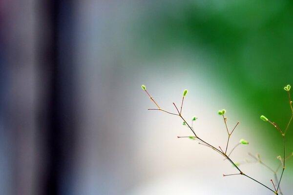 Branche de printemps avec des bourgeons