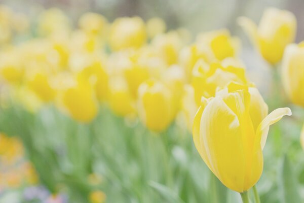 Field yellow tulips blurred background