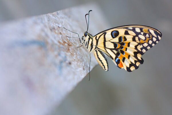 Beau papillon assis bandes