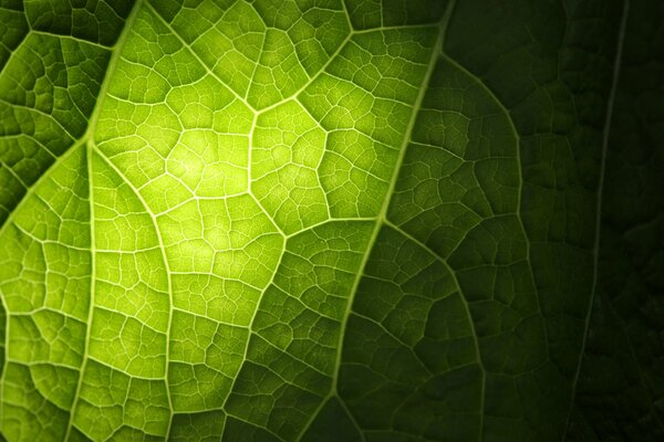 Feu vert sur les veines de la feuille en mode photo macro