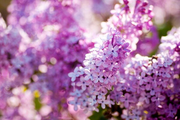 Lilas en fleurs. Printemps lumineux