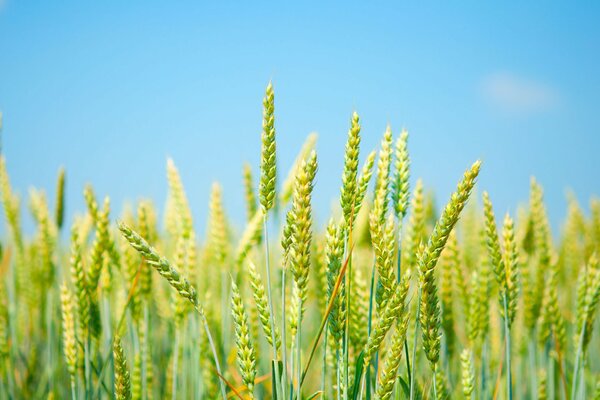 Frische grüne Ähren auf dem Feld