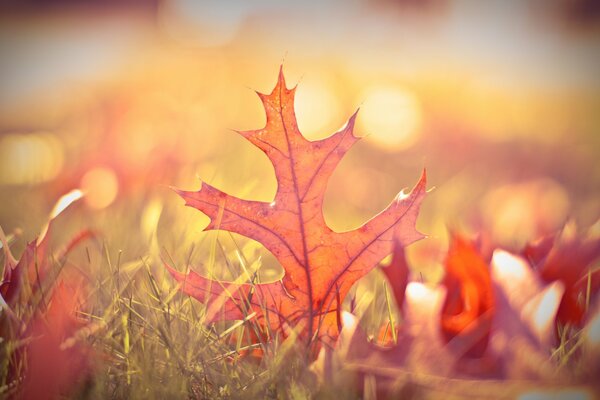 Hojas de otoño borrosas en estilo bokeh