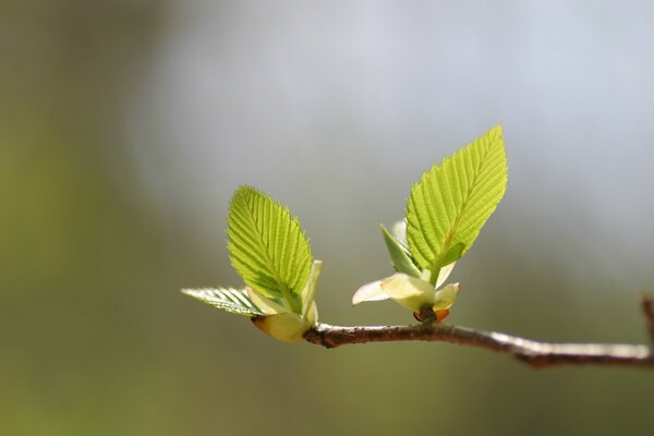 C est le printemps. les reins fleurissent. feuilles vertes