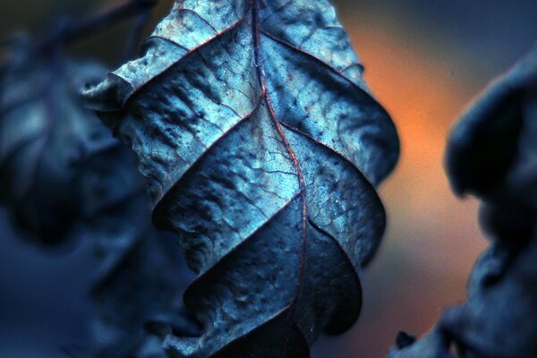 Blue dried leaves close-up