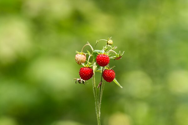 Walderdbeeren an den Stielen