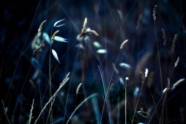 Grass and spikelets in the dark