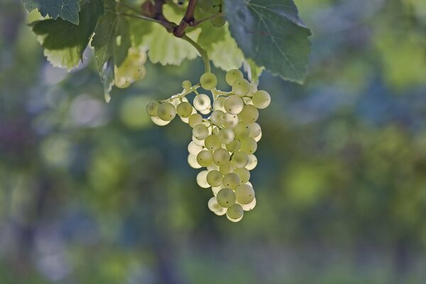 Grapes are a delicious berry