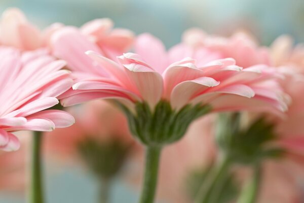 Rose gerbera macro shot