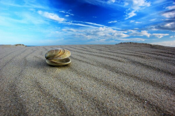 Muschel auf Sand mit blauem Himmel auf Nahaufnahme