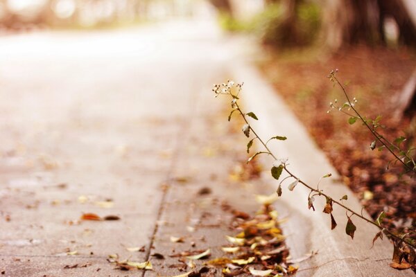 A lonely plant on an autumn street