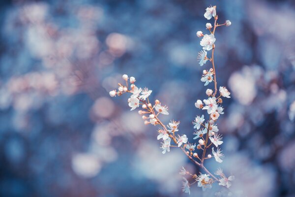 Fleurs blanches sur fond flou