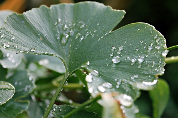 Dew drops on leaves after rain