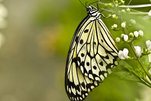 La mariposa se sienta en las flores blancas